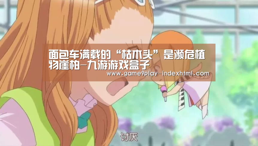 面包车满载的“枯木头”是濒危植物崖柏-九游游戏盒子(图2) 九游游戏中心官网