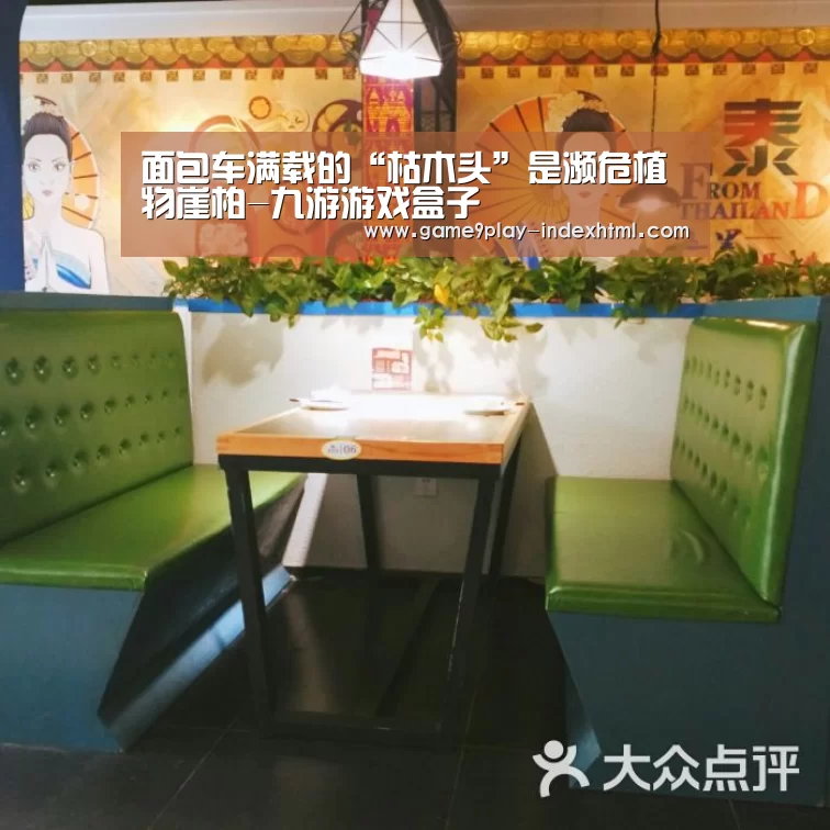 面包车满载的“枯木头”是濒危植物崖柏-九游游戏盒子(图3) 九游游戏盒子